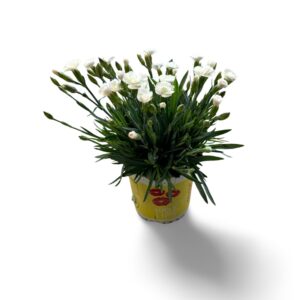 Carnation (Allwoodii Grp) Lucky Lips Carnation Lucky Lips 'Lisa' 10,5 CM © Exclusief
(15 Plants/Order)(10.5cmP 25cmH)