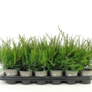Juniperus x pfitzeriana MINT Julep
(18 Plants/Order)(9cmP 15cmH)