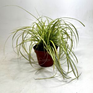 Carex Evercolor Eversheen p10,5
(12 Plants/Order)(10.5cmP 20cmH)