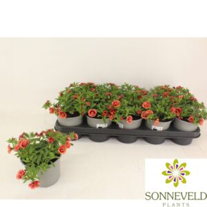 Aloha Double apricot Calibrachoa Doubble apricot
(10 Plants/Order)(12cmP 22cmH)