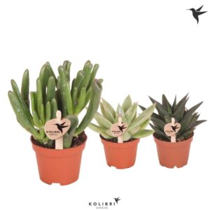 Succulenten mix Kolibri Greens Succulenten mix
(20 Plants/Order)(6cmP 12cmH)