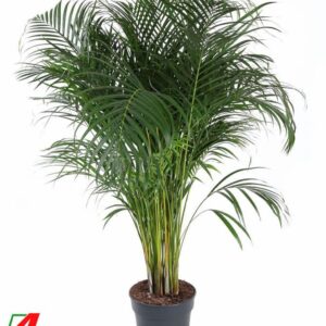 Chrysalidocarpus Dypsis Lutescens(Areca) P27
(1 Plants/Order)(27cmP 140cmH)