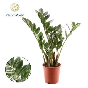Zamioculcas zamiifolia 4 Feathers
(10 Plants/Order)(12cmP 45cmH)