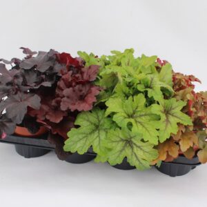 Heuchera Mixtray
(8 Plants/Order)(13cmP 25cmH)