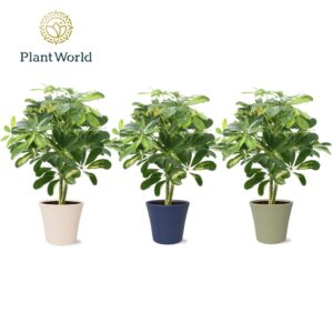Schefflera Gold Capella op stam in Coco collectie Top Blend
(4 Plants/Order)(14cmP 45cmH)