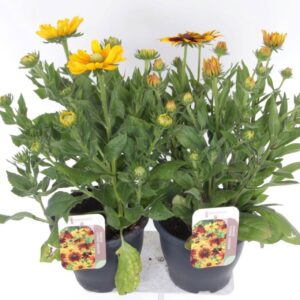 Rudbeckia Summerina mix
(1 Plants/Order)(23cmP 60cmH)