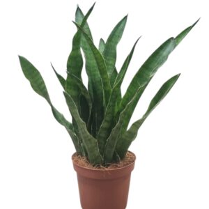 Sansevieria zeylanica Greenline line 9 cm
(18 Plants/Order)(9cmP 25cmH)