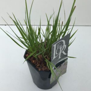 Siergrassen mix Pennisetum 'Red Head'
(6 Plants/Order)(17cmP 30cmH)