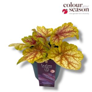 Heuchera Indian Summer P12 Yellow-Red
(10 Plants/Order)(12cmP 25cmH)