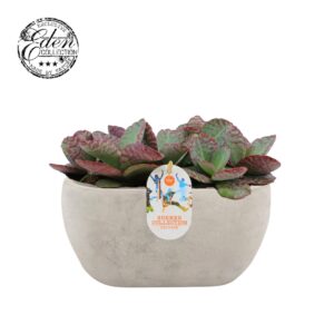Kalanchoe humilis Surprising Desert 25cm Summer Collection
(3 Plants/Order)(25cmP 20cmH)