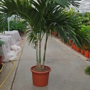 palms Veitchia merrillii 3pp
(1 Plants/Order)(50cmP 220cmH)
