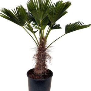 Trachycarpus wagnerianus P35 TRACHWAG35
(1 Plants/Order)(35cmP 140cmH)