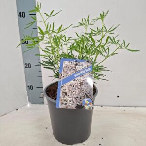Choisya ternata White Dazzler ('Londaz'PBR)
(1 Plants/Order)(17cmP 35cmH)