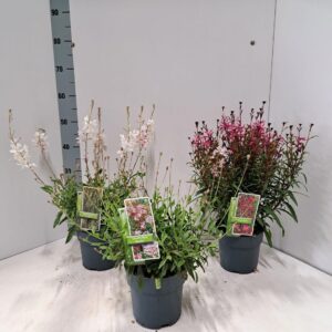 Gaura Gambit mix (minimum order one layer)
(1 Plants/Order)(17cmP 55cmH)