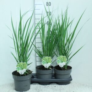 Panicum virgatum Northwind' P19
(3 Plants/Order)(19cmP 80cmH)