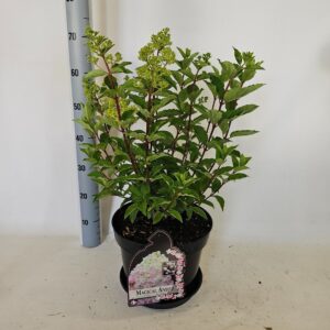Hydrangea paniculata Magical Andes
(1 Plants/Order)(29cmP 65cmH)