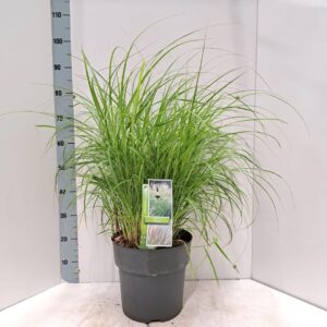 Miscanthus Adagio sin.
(1 Plants/Order)(29cmP 90cmH)