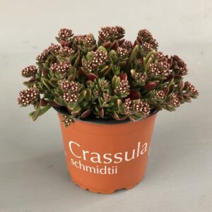 Crassula schmidtii Alba'
(10 Plants/Order)(12cmP 15cmH)