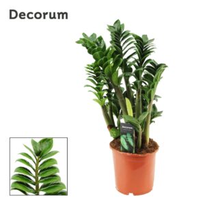 Zamioculcas Zenzi 17 cm, 4+ Feathers
(6 Plants/Order)(17cmP 55cmH)
