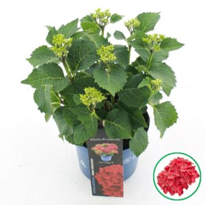 Hydrangea macrophylla other Royalty® 'Fire Wings'® C3.5 (20cm.) Kn.
(1 Plants/Order)(20cmP 40cmH)