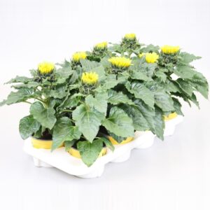 Helianthus Sunsation stadium 1/2
(8 Plants/Order)(13cmP 35cmH)