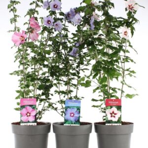 Hibiscus syriacus mix C10
(1 Plants/Order)(28cmP 100cmH)