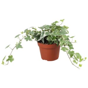 Hedera Ingelise helix
(8 Plants/Order)(13cmP 30cmH)