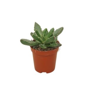 Faucaria tigrina 5,5 cm
(20 Plants/Order)(5.5cmP 8cmH)