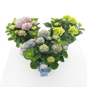 Hydrangea macrophylla other Magical® mix C5 (23cm.) Kn.
(17 Plants/Order)(23cmP 45cmH)