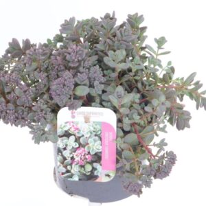 Sedum cauticola Lidakense
(8 Plants/Order)(13cmP 20cmH)