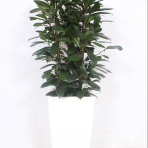 Ficus cyathistipula "in Piza Pot ""wit"""
(1 Plants/Order)(40cmP 180cmH)