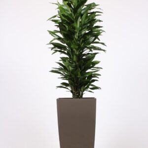 Dracaena Janet Lind "in Piza Pot ""taupe"""
(1 Plants/Order)(40cmP 200cmH)
