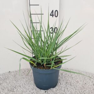 Panicum virgatum Prairie Sky P19
(1 Plants/Order)(19cmP 30cmH)