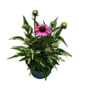 Echinacea purpurea SunSeekers Purple
(1 Plants/Order)(19cmP 45cmH)