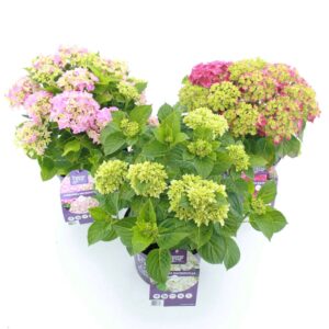 Hydrangea macrophylla other Forever Ever® mix C5 (23cm.) Kn.
(17 Plants/Order)(23cmP 45cmH)