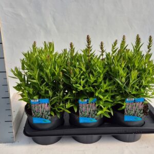Lythrum Robin Lythrum salicaria Robin
(6 Plants/Order)(17cmP 40cmH)