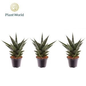 Sansevieria Skyline Maik
(16 Plants/Order)(7cmP 15cmH)
