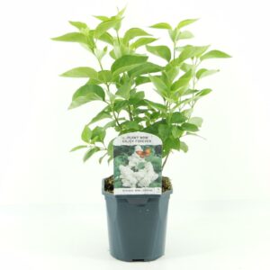 Syringa Mme Lemoine vulg.
(6 Plants/Order)(17cmP 45cmH)