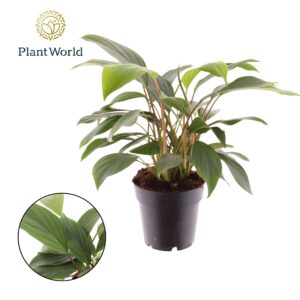 Indoor plants Homalomena Tropical Green
(7 Plants/Order)(14cmP 30cmH)