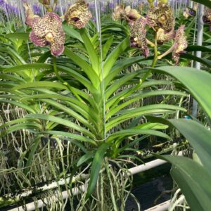 Vanda Vanda Ocelot Mocha Large 2 spike
(2 Plants/Order)(15cmP 60cmH)