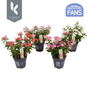 Catharanthus roseus Soirée mixed in de tray, minimaal 3 Colours
(10 Plants/Order)(10.5cmP 22cmH)