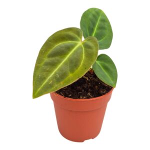 Anthurium Leaf Papillilaminum x Dark Phoenix
(2 Plants/Order)(9cmP 10cmH)