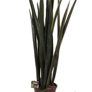 Sansevieria other Sansevieria Black Golden
(1 Plants/Order)(24cmP 110cmH)