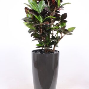Codiaeum Petra "(Croton) in Santorini Pot ""antraciet"""
(1 Plants/Order)(33cmP 140cmH)