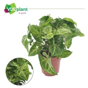 Syngonium Arrow
(8 Plants/Order)(12cmP 25cmH)