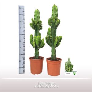 Euphorbia Ingens
(1 Plants/Order)(24cmP 100cmH)