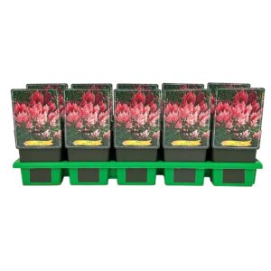 Astilbe Europa japonica P11
(10 Plants/Order)(11cmP 25cmH)