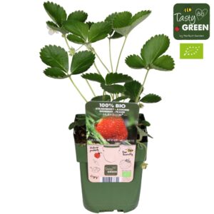 Fragaria Delizz X ananassa Bio P13
(10 Plants/Order)(13cmP 30cmH)