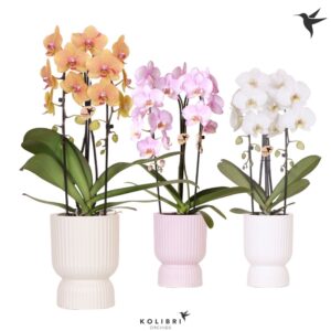 Phalaenopsis Elegant Cascade Kolibri Orchids Phalaenopsis Cascade Niagara Fall mix 2 spike in Diabolo Pot mix
(5 Plants/Order)(12cmP 50cmH)