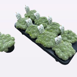 Sempervivum Summer frost
(8 Plants/Order)(12cmP 14cmH)
